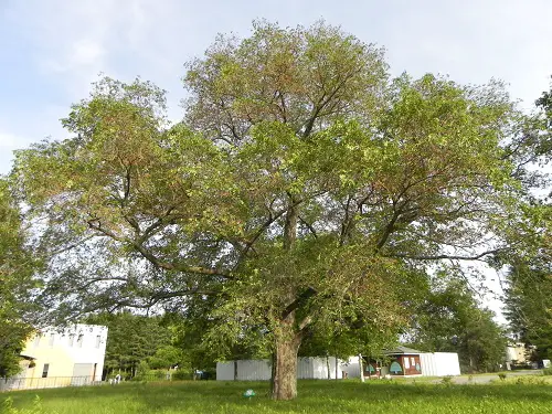 top Types of Elm Trees