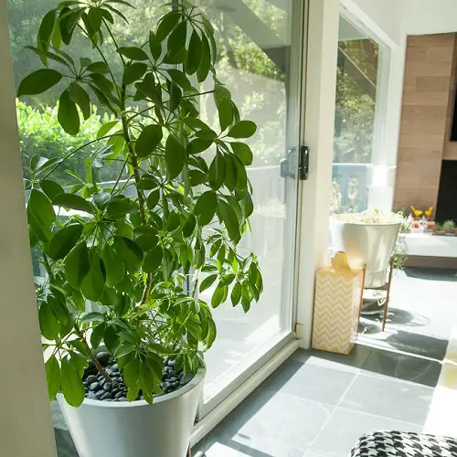 top best Plants for Front Door According to Various Cultures