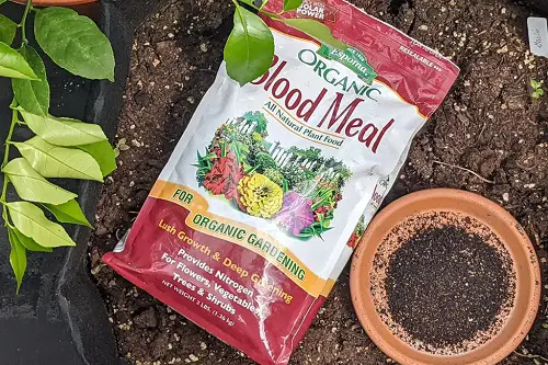 Shocking Gardening Ideas You Should Use Some Blood