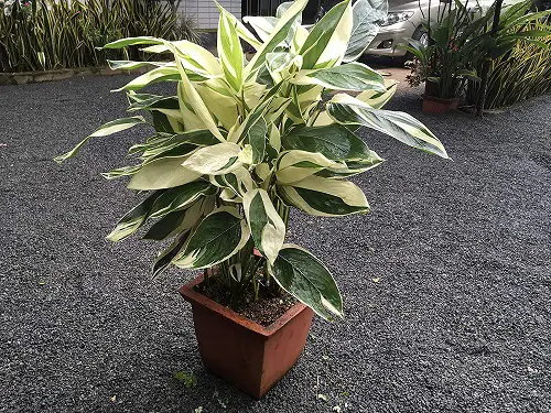 Prayer Plants The Most Beautiful Types in garden