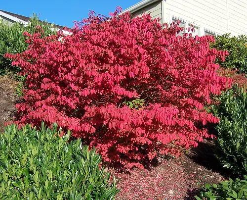 Pink blooming bushes in a backyard