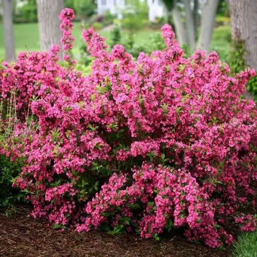best Pink blooming bushes in a backyard
