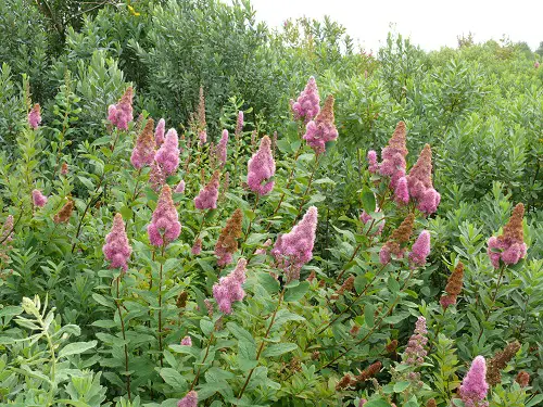 best Pink blooming bushes in a backyard