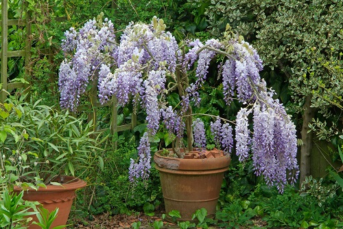 36 Types of Violet Flowers | Best Violet màu sắc Flowers 6