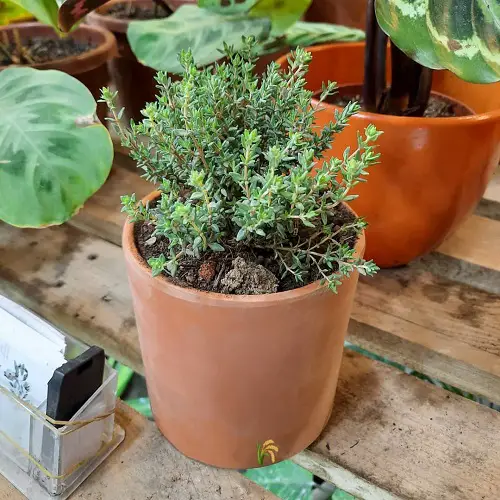 top Cute Little Indoor Plants 
