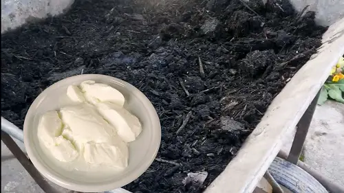 Shocking Gardening Ideas You Should Try Once Add Yogurt to the Soil