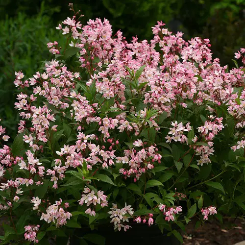 Pink blooming bushes in a backyard 
 