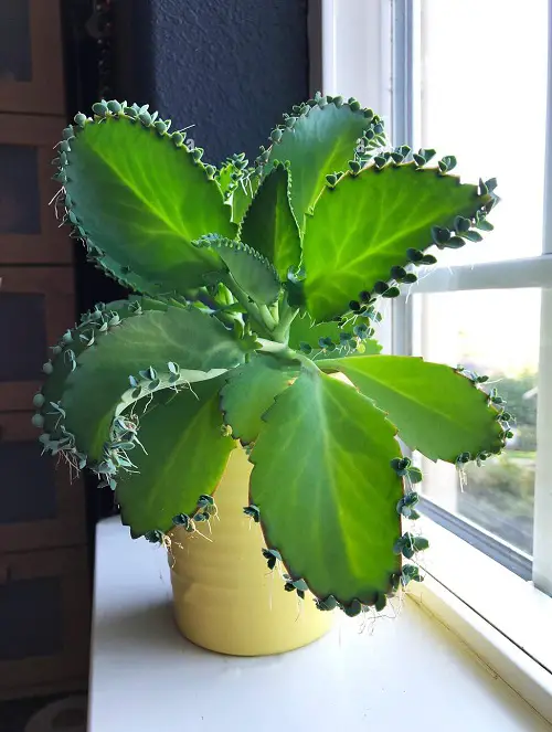 Best Mother of Thousands Variety