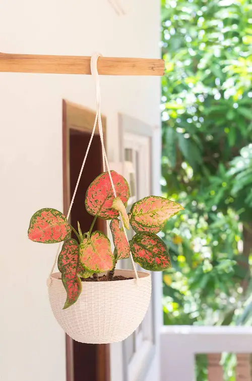 top Best Low Light Hanging Houseplants