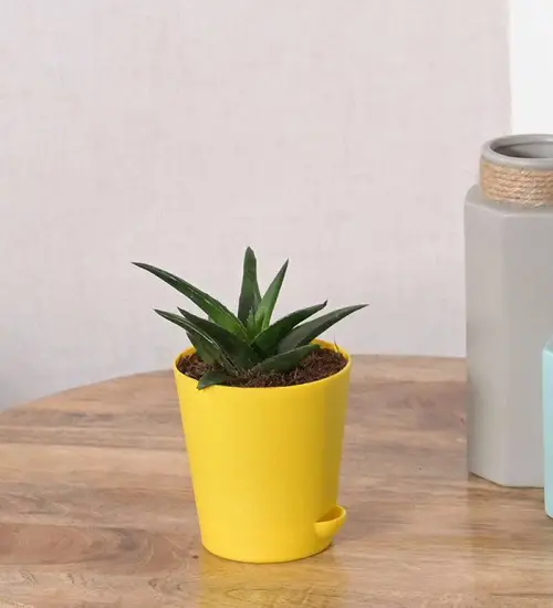 Cute Small Houseplants