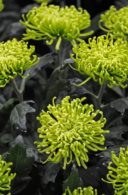 best  Stunning Types of Chrysanthemum 