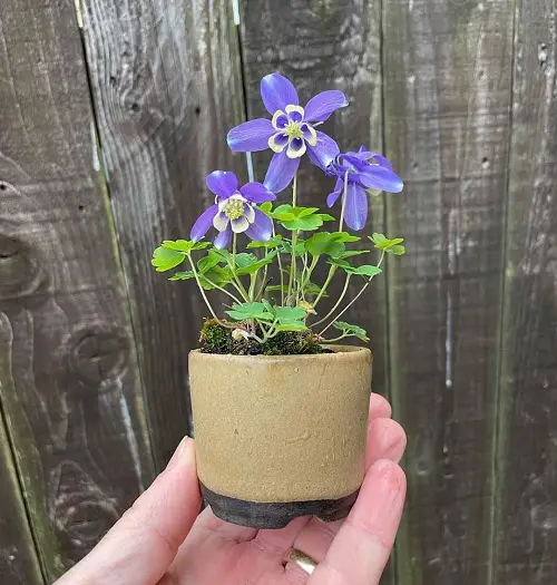 Flowers That Mean Forgiveness in pot