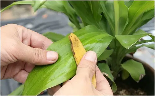 Wipe Plant Leaves from Banana Peel