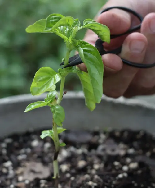 Herbs that Grow Best from Cuttings