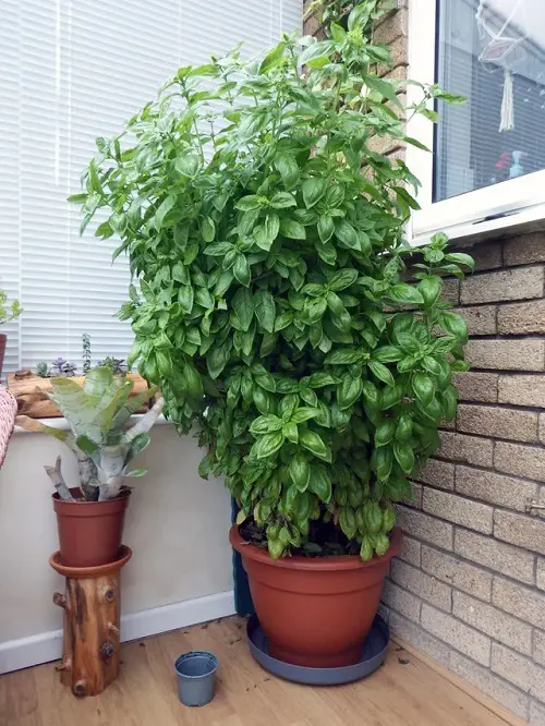 Best Plants for Front Door According to Various Cultures 2