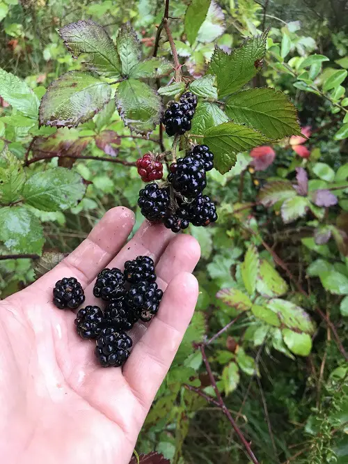 Harvesting Blackberries
