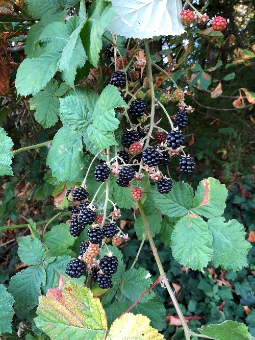 How to Grow Alabama State Fruit