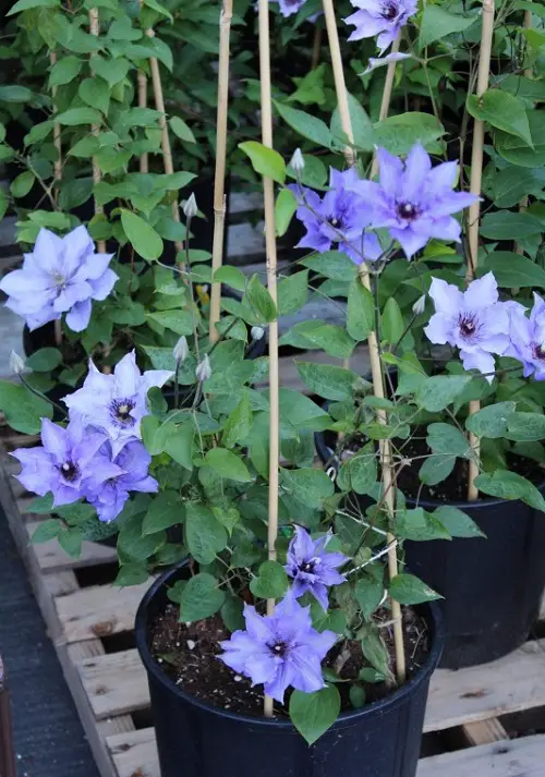 Best Clematis With Blue Flowers