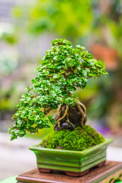 Chinese Sweet Plum on a Mossy Rock