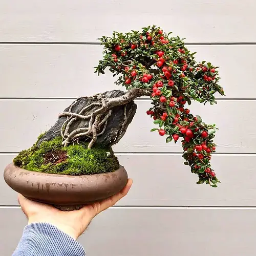 Cotoneaster Root over Rock
