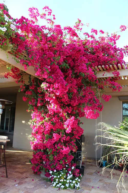 top Bushes with Pink Flowers