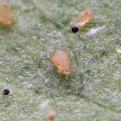 Houseplant Pests and How to Get Rid of Them