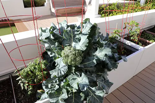 Grow a Vitamin C Vegetable Garden in Containers