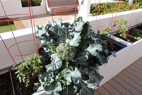 best Container Gardening Vegetables to Plant in Late Summer