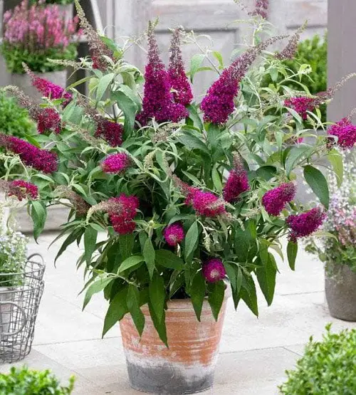 Bushes with Pink Flowers