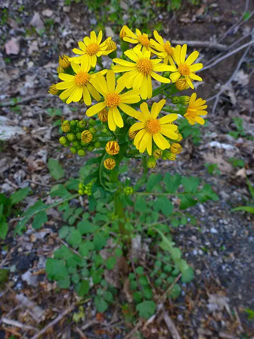 Common Yellow Weeds