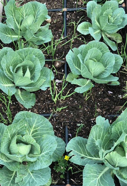 best Container Vegetables to Plant in the Late Summer