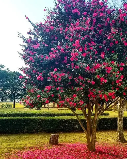 Bushes with Pink Flowers in backyard