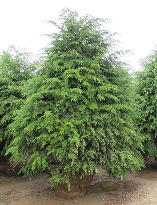 State Tree of Pennsylvania and How to Grow It