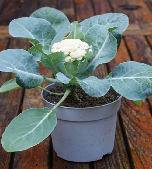 Amazing Planting Container Vegetables in the Late Summer