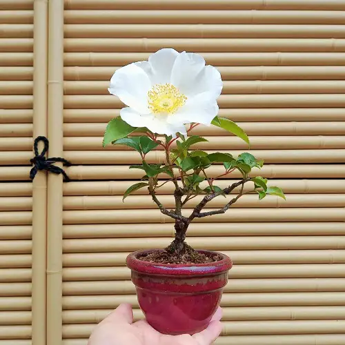 Cherokee Rose Care