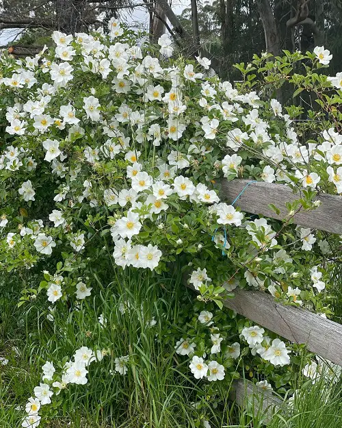 Requirements for Growing Cherokee Rose