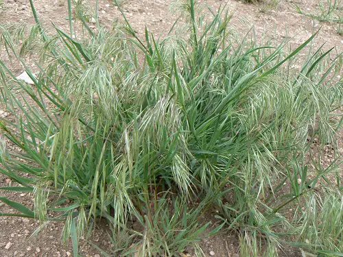 the majority of invasive plants Remove Them Right Away If You Spot Them.