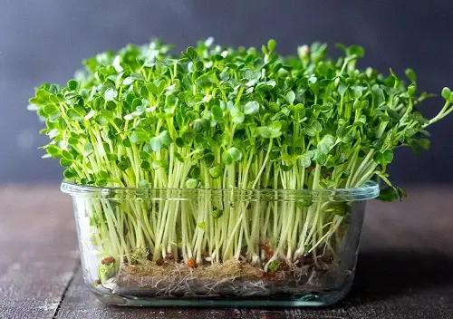 Chia Plant Propagation