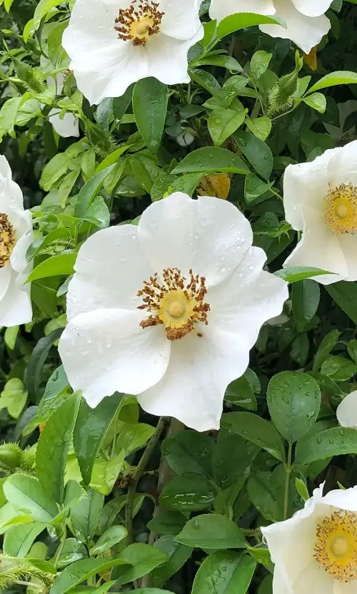 Cherokee Rose Plant Profile