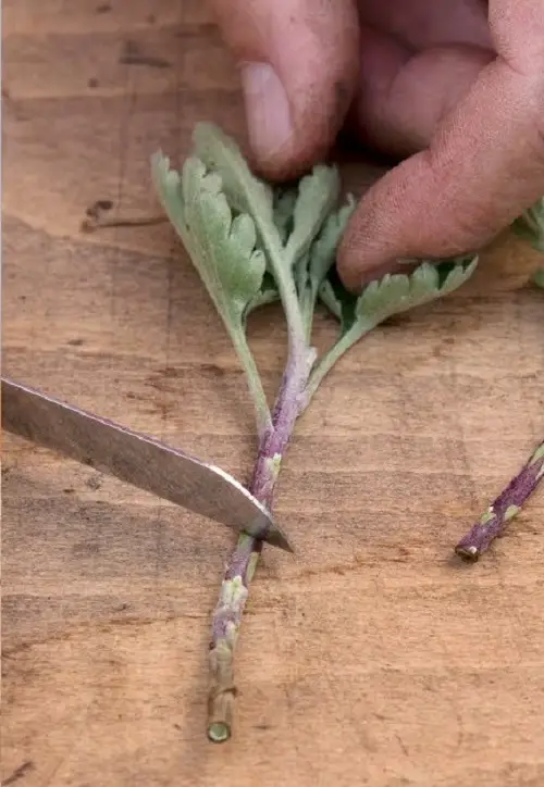 How to Grow Chrysanthemum from Cuttings 2