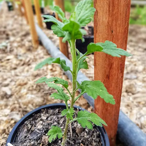 taking care of chrysanthemum cuttings