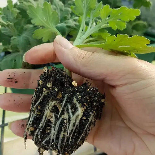 propagating chrysanthemum with cuttings
