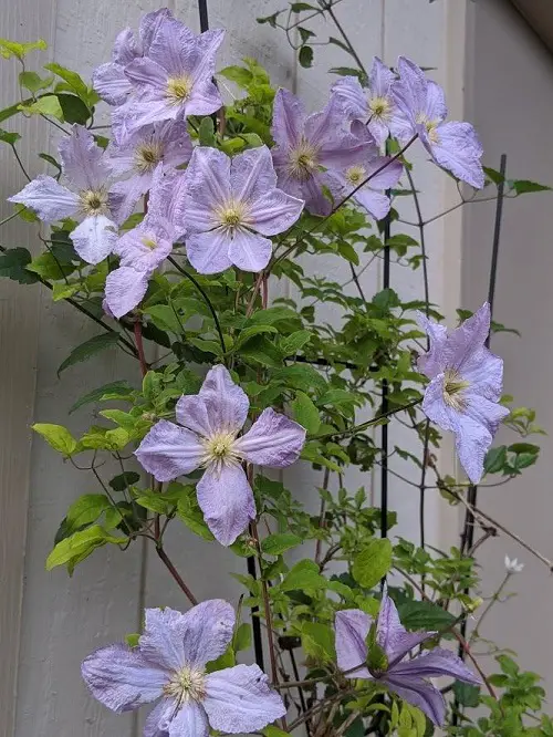 beautiful Best Clematis With Blue Flowers