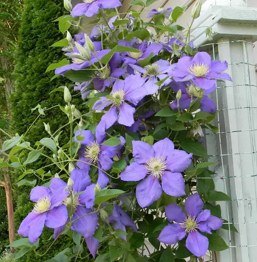 Clematis With Blue Flowers