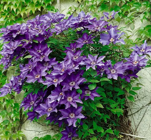 Plants You Can Grow That Resist Deer