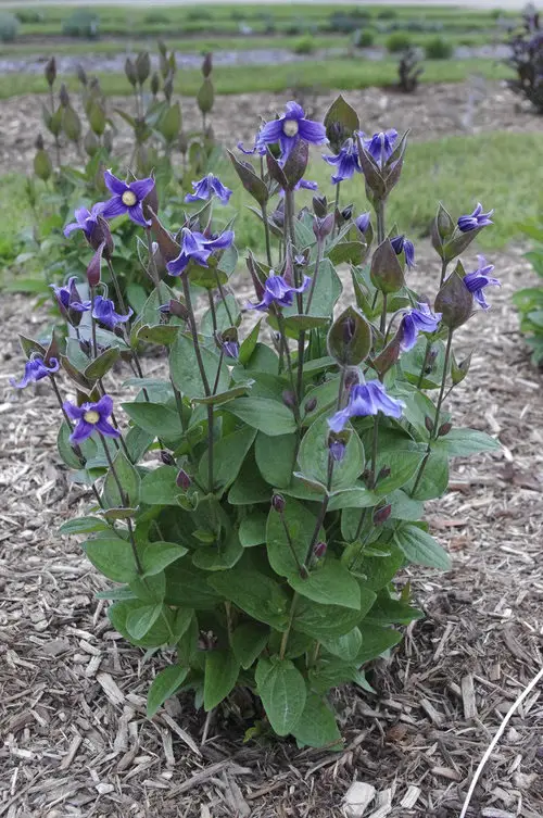 Best Clematis With Blue Flowers in garden