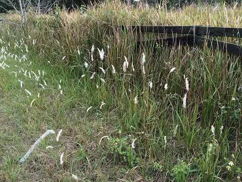 The Most Spreading Plants