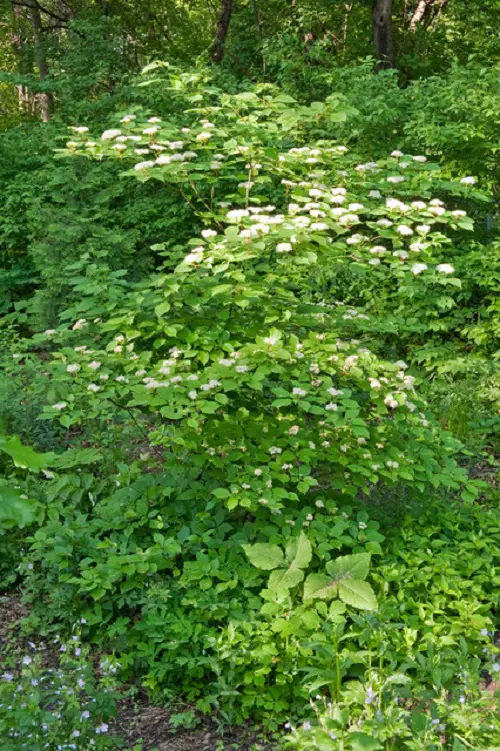 Most Plants Invasive Remove Them Right Away If You See Them.