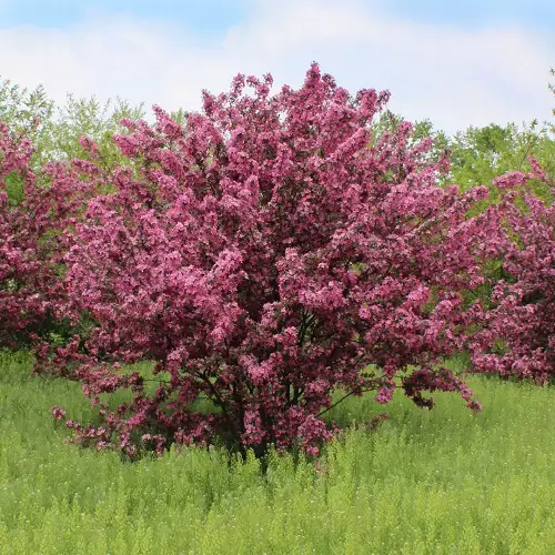 Pink blooming bushes in a backyard