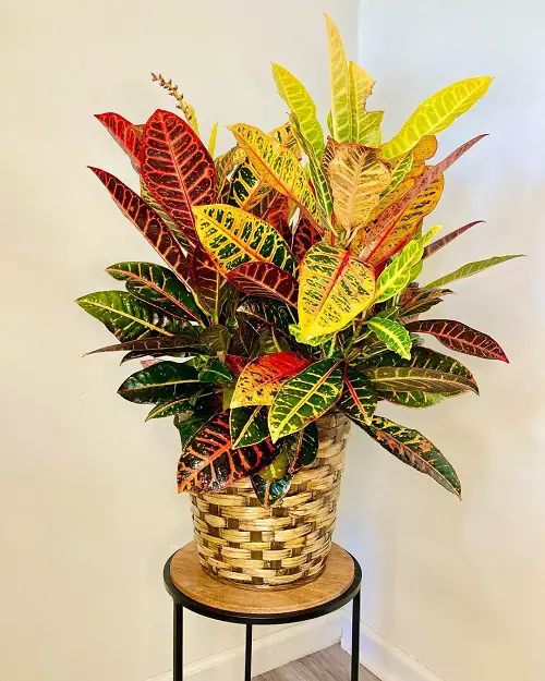 Best Ways to Propagate Croton 1